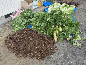 野菜