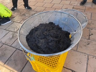 海苔づくり摘み取り
