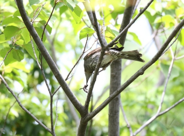 は虫類を捕まえるヒヨドリ