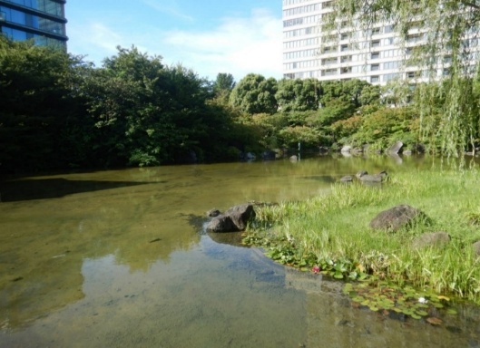 檜町公園（池）