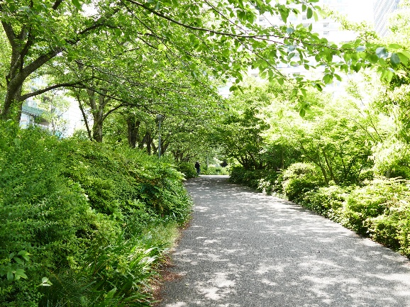 檜町公園（林）