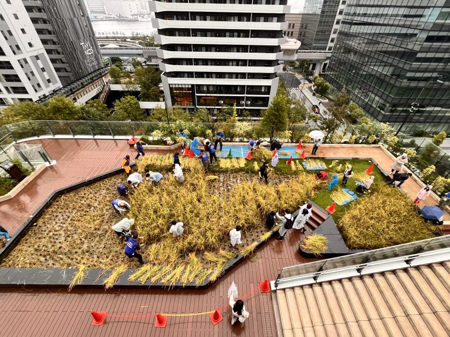竹芝稲刈り