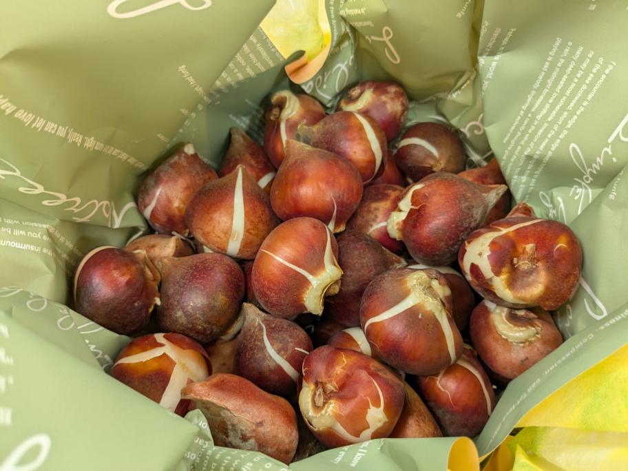 チューリップの球根