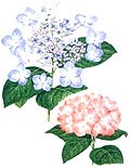 写真：区の花　アジサイ