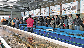 ウニ種苗生産センター（水槽に入ったウニ、見に来ている人々）の様子の写真