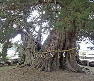 日本最大の真柏（しんぱく）の大木の写真