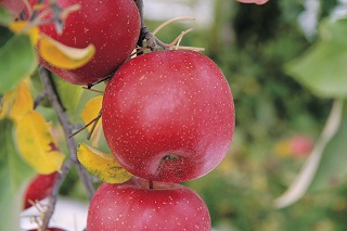 舘山りんごの写真