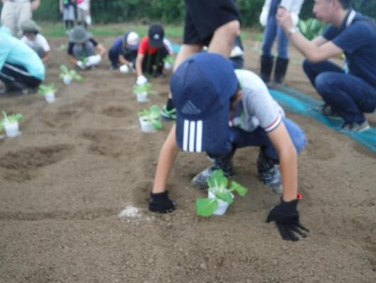 冬野菜の植え付け