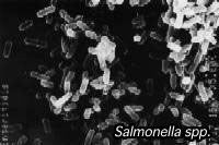 顕微鏡写真：サルモネラ属菌（写真提供：東京都　健康安全研究センター）