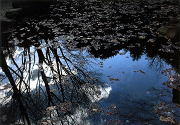 写真：高輪公園の池