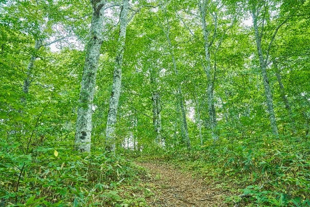 木島平村