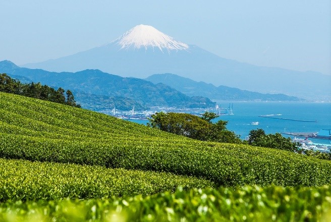 茶畑と富士山