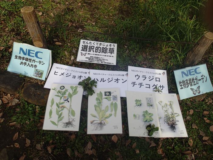 選択的除草ターゲット（2019年12月11日）