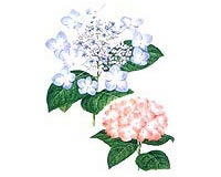 アジサイのイラスト