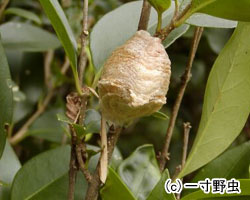 カマキリの卵の画像