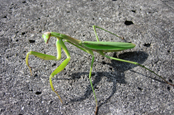 カマキリの画像