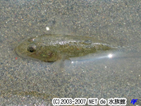 マハゼ（写真）
