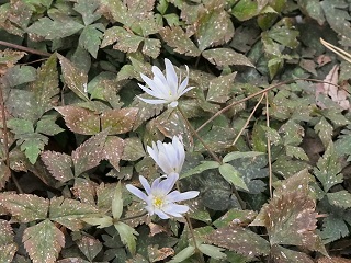 yukiwariichige