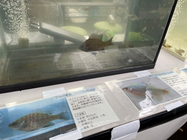 ミニ水族館2