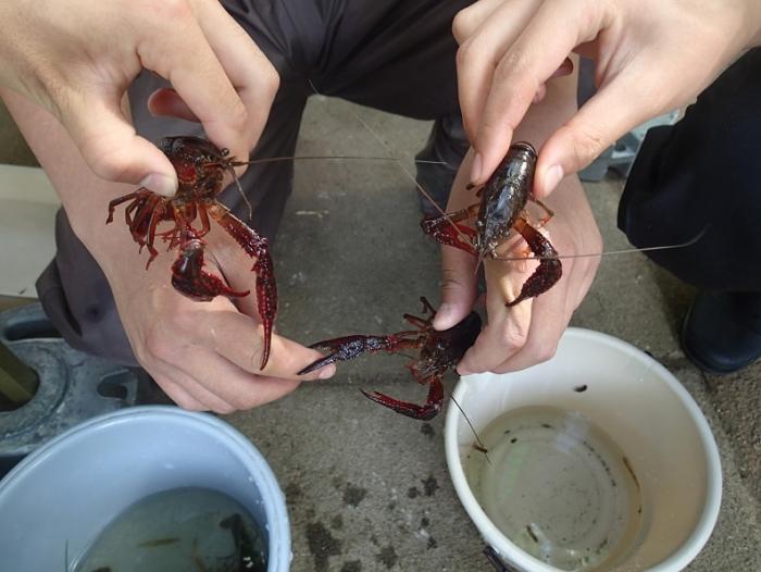 捕まえたザリガニ
