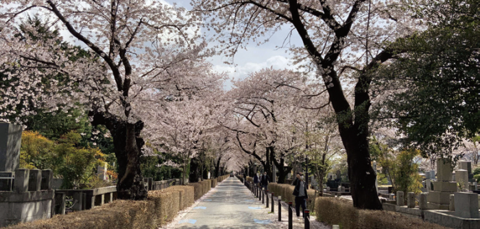 青山墓地春