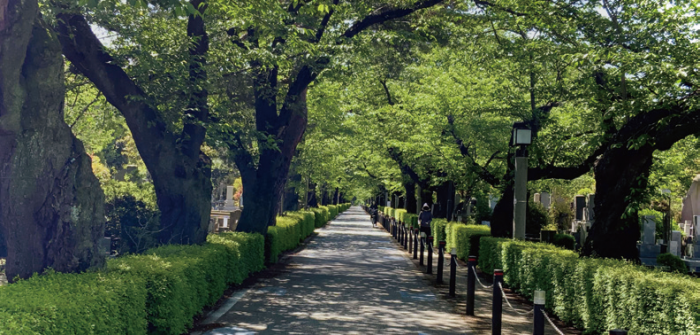 青山墓地夏