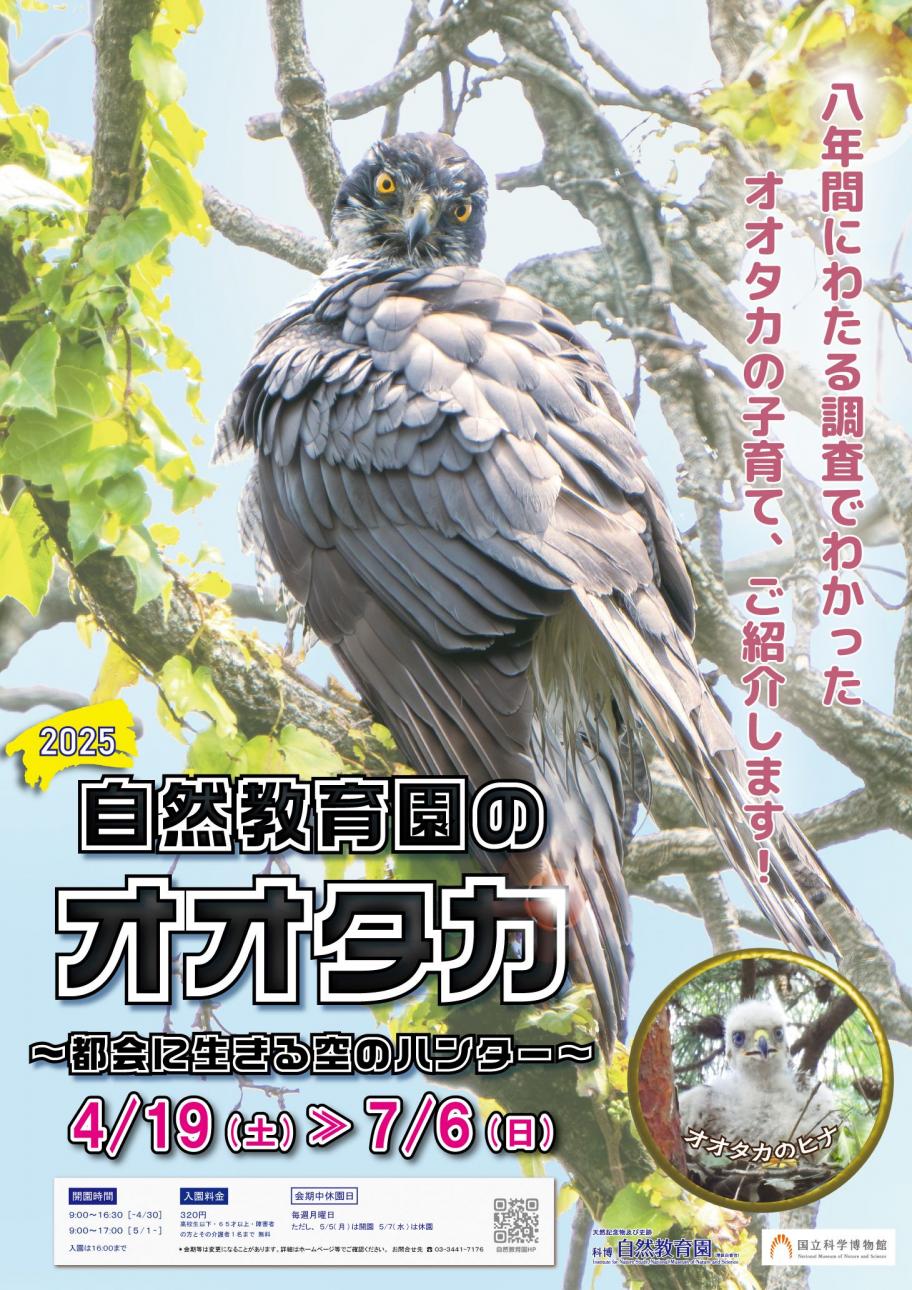自然教育園のオオタカ都会に生きる空のハンター