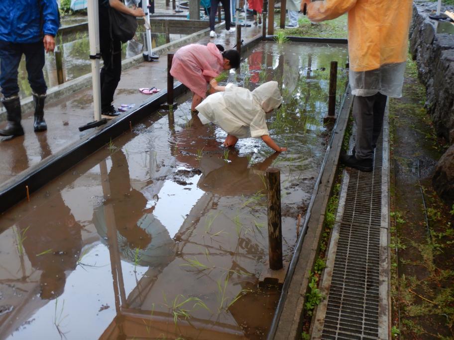 taue3
