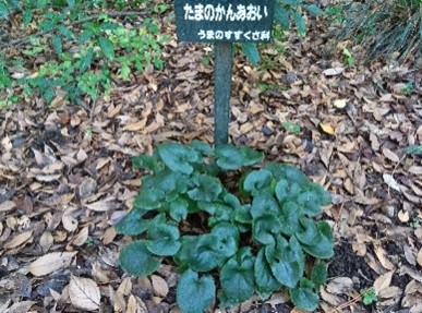 タマノカンアオイ