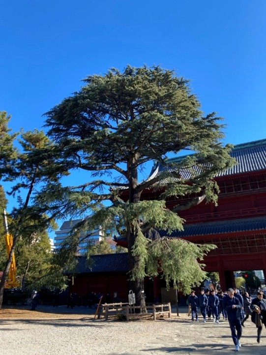 ヒマラヤスギ（増上寺）