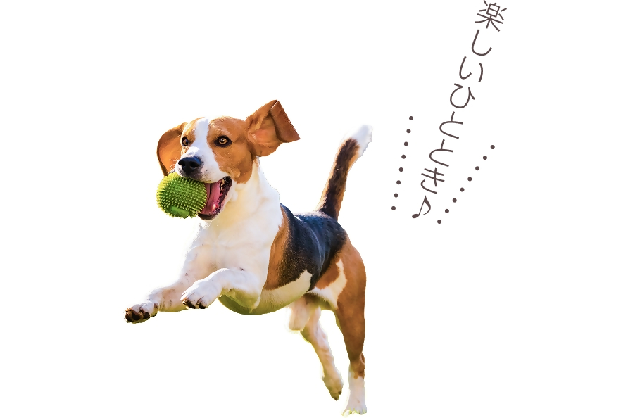 写真：犬がボールを銜えて楽しそうにしている