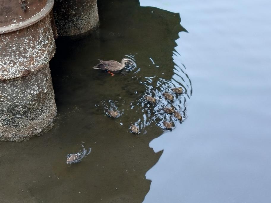 運河を泳ぐカルガモの親子