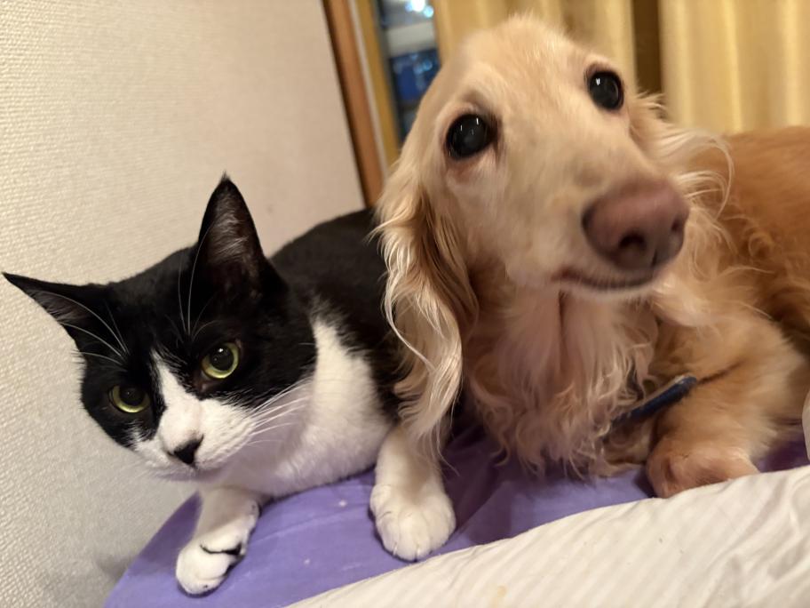 犬猫