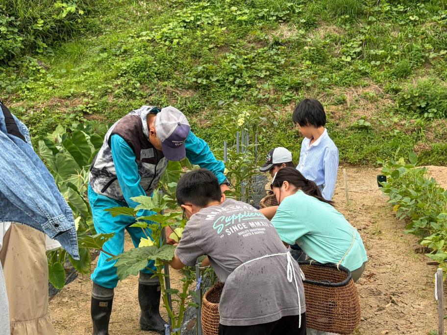 野菜収穫