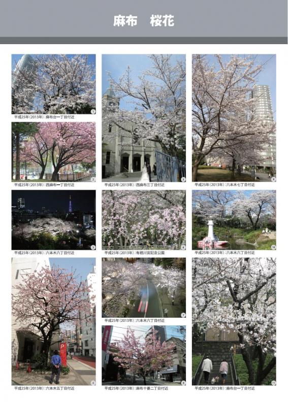 麻布（桜花）