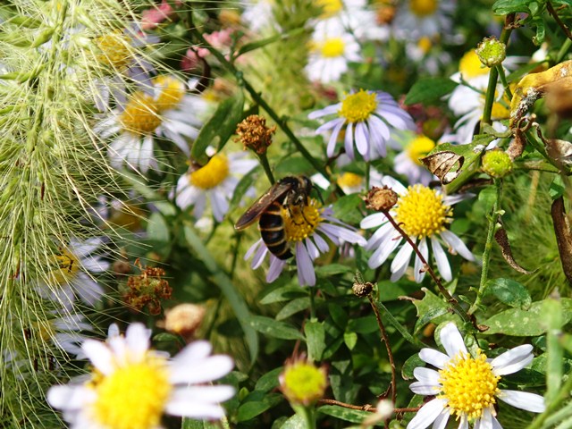 蜂