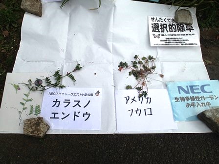 選択的除草ターゲット（2019年3月13日）