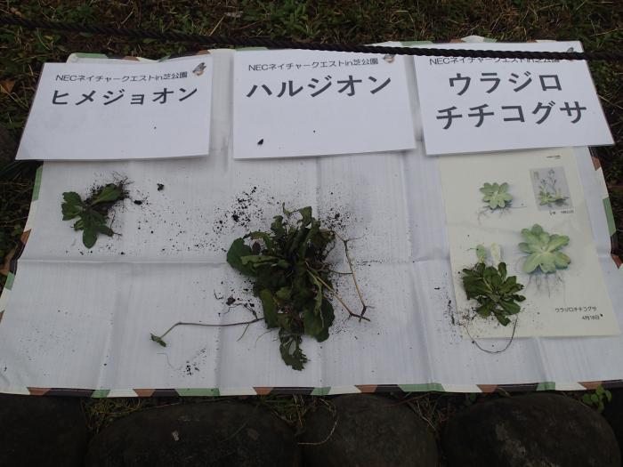選択的除草ターゲット（2019年11月13日）