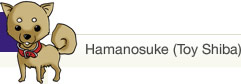Hamanosuke (Toy Shiba)