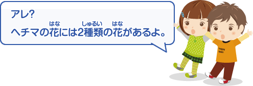 アレ?　ヘチマの花には2種類の花があるよ。