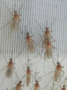 港区ホームページ 蚊の発生にご注意 デング熱 ジカウイルス感染症対策