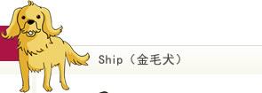 Ship（金毛犬）