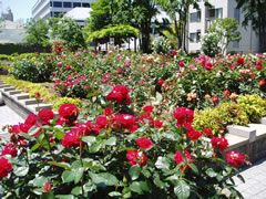 氷川公園の外観