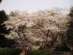 写真：乃木公園のの外観