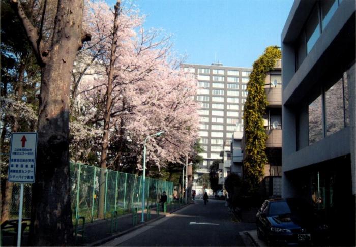 高松中学校の桜