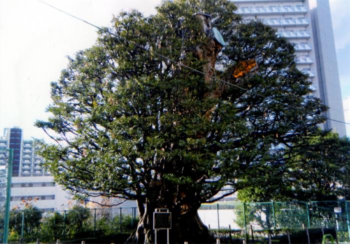 旧細川邸の大樹