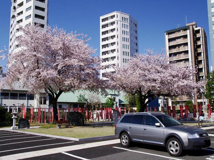高野山の桜