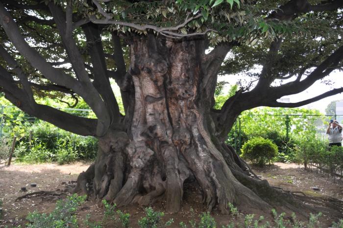 巨樹シイの木