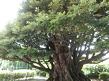 旧細川邸しいの木（1）