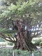 旧細川邸しいの木（2）